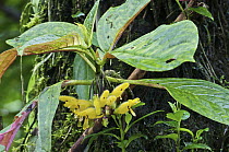 Gesneria (Drymonia sp) flowers, Mindo, western slope of Andes, Ecuador