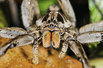 Wolf Spider (Hogna sp), Mindo, western slope of Andes, Ecuador