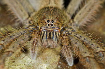 Wandering Spider (Cupiennius bimaculatus) female, Mindo, western slope of Andes, Ecuador