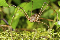 Spitting Spider (Scytodes sp), Mindo, western slope of Andes, Ecuador