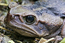 Cane Toad (Bufo marinus), Mindo, western slope of Andes, Ecuador