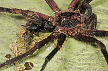 Tarantula (Theraphosidae) carcass with the parasitic fly larvae that killed it, Mindo, western slope of Andes, Ecuador