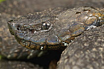Ecuadorian Toad-headed Pit-viper (Bothrocophias campbelli), Mindo, western slope of Andes, Ecuador