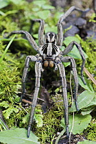 Wolf Spider (Hogna sp) male, Mindo, western slope of Andes, Ecuador