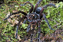 Tarantula (Pamphobeteus sp) male, Mindo, western slope of Andes, Ecuador