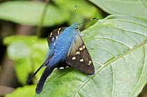 Esmeralda Longtail (Urbanus esmeraldus) butterfly, Mindo, western slope of Andes, Ecuador