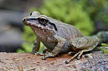 Pasture Robber Frog (Eleutherodactylus achatinus), Mindo, western slope of Andes, Ecuador
