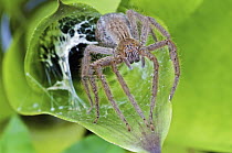Wandering Spider (Cupiennius bimaculatus) female with egg sac at the entrance to her lair within a bromeliad, Mindo, western slope of Andes, Ecuador