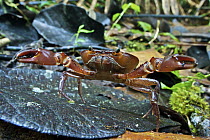Short-tailed Crab (Pseudothelphusidae) in defensive posture on forest floor, Mindo, western slope of Andes, Ecuador