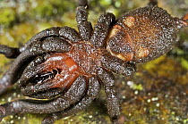 Bald-legged Spider (Paratropis sp) underside, Mindo, western slope of Andes, Ecuador