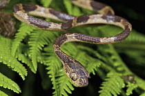 Blunt-headed Tree Snake (Imantodes cenchoa), Mindo, western slope of Andes, Ecuador