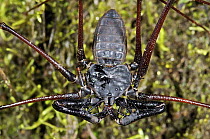 Tailless Whip Scorpion (Heterophrynus armiger), Mindo, western slope of Andes, Ecuador
