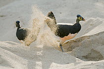 Maleo (Macrocephalon maleo) pair digging nest to lay eggs in sand, Sulawesi, Indonesia