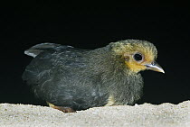Maleo (Macrocephalon maleo) chick after hatching in sand, Sulawesi, Indonesia