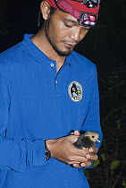 Maleo (Macrocephalon maleo) chick held by researcher after hatching in sand, Sulawesi, Indonesia