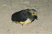 Maleo (Macrocephalon maleo) chick after hatching in sand, Sulawesi, Indonesia