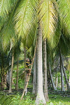 Coconut Palm (Cocos nucifera) harvest, central Sulawesi, Indonesia