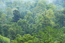 Tropical rainforest on Mount Tompotika, central Sulawesi, Indonesia