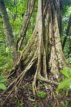 Fig (Ficus sp) parasitizing host tree, Tompotike Peninsula, central Sulawesi, Indonesia