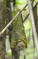 Pallas's Tube-nosed Fruit Bat (Nyctimene cephalotes) roosting, Mount Tompotika, central Sulawesi, Indonesia