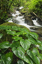 Small stream in rainforest, Mount Tompotika Forest Reserve, Tompotika Peninsula, central Sulawesi, Indonesia