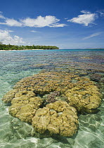 Coral reef, Tompotika Peninsula, central Sulawesi, Indonesia