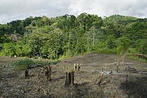 Rainforest clearing for slash and burn agriculture, central Sulawesi, Indonesia