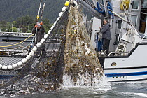 Coho Salmon (Oncorhynchus kisutch) catch hauled in by fishermen, Sitka Sound, Alaska