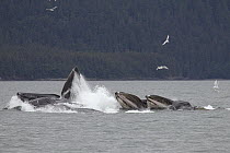Humpback Whale (Megaptera novaeangliae) group bubble net feeding near Juneau, Alaska