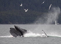 Humpback Whale (Megaptera novaeangliae) bubble net feeding near Juneau, Alaska