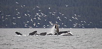 Humpback Whale (Megaptera novaeangliae) bubble net feeding near Juneau with seagulls stealing fish, Alaska