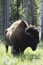 Wood Bison (Bison bison athabascae) along Alaska Highway near Liard River Hot Springs Provincial Park, British Columbia, Canada