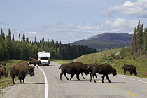 Wood Bison (Bison bison athabascae) group crossing Alaska Highway near Liard River Hot Springs Provincial Park, British Columbia, Canada