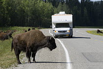 Wood Bison (Bison bison athabascae) crossing Alaska Highway near Liard River Hot Springs Provincial Park wtih RV in the background, British Columbia, Canada