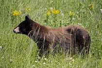Black Bear (Ursus americanus) along Alaska Highway near Liard River Hot Springs Provincial Park, British Columbia, Canada