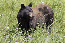 Black Bear (Ursus americanus) along Alaska Highway near Liard River Hot Springs Provincial Park, British Columbia, Canada