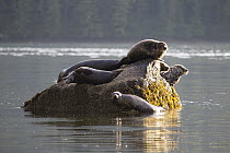 Harbor Seal (Phoca vitulina) group hauled out on rock, Mussel Inlet, British Columbia, Canada
