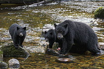 Black Bear (Ursus americanus) female with cubs feeding on Pink Salmon (Oncorhynchus gorbuscha), Great Bear Rainforest, British Columbia, Canada