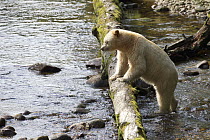 Kermode Bear (Ursus americanus kermodei), white morph called spirit bear, male in river, Great Bear Rainforest, British Columbia, Canada