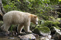 Kermode Bear (Ursus americanus kermodei), white morph called spirit bear, male, Great Bear Rainforest, British Columbia, Canada