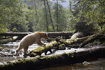 Kermode Bear (Ursus americanus kermodei), white morph called spirit bear, male in river, Great Bear Rainforest, British Columbia, Canada