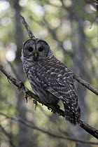Barred Owl (Strix varia), Great Bear Rainforest, British Columbia, Canada