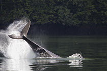 Humpback Whale (Megaptera novaeangliae) tail slapping, British Columbia, Canada