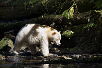 Kermode Bear (Ursus americanus kermodei), white morph called spirit bear, male crossing river, Great Bear Rainforest, British Columbia, Canada
