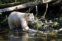 Kermode Bear (Ursus americanus kermodei), white morph called spirit bear, male fishing for Pink Salmon (Oncorhynchus gorbuscha) (Oncorhynchus gorbuscha), Great Bear Rainforest, British Columbia, Canad...