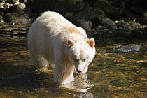 Kermode Bear (Ursus americanus kermodei), white morph called spirit bear, male fishing for Pink Salmon (Oncorhynchus gorbuscha), Great Bear Rainforest, British Columbia, Canada
