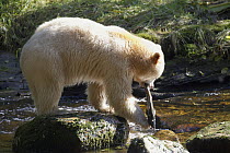 Kermode Bear (Ursus americanus kermodei), white morph called spirit bear, male carrying Pink Salmon (Oncorhynchus gorbuscha), Great Bear Rainforest, British Columbia, Canada