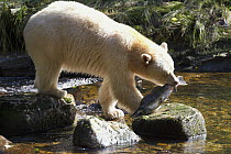 Kermode Bear (Ursus americanus kermodei), white morph called spirit bear, male feeding Pink Salmon (Oncorhynchus gorbuscha), Great Bear Rainforest, British Columbia, Canada