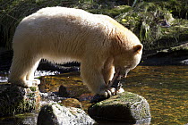 Kermode Bear (Ursus americanus kermodei), white morph called spirit bear, male feeding Pink Salmon (Oncorhynchus gorbuscha), Great Bear Rainforest, British Columbia, Canada