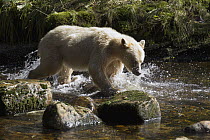 Kermode Bear (Ursus americanus kermodei), white morph called spirit bear, male chasing Pink Salmon (Oncorhynchus gorbuscha), Great Bear Rainforest, British Columbia, Canada